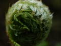 Fiddlehead