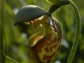 Ladyslipper