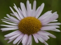Aster