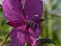 Fireweed