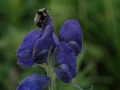Monkshood