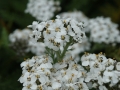 Yarrow