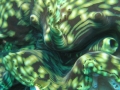 giant_clam