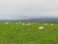 wales_2013-116